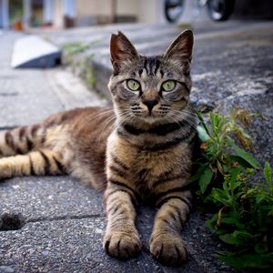 Preview wallpaper cat, down, striped, asphalt, grass