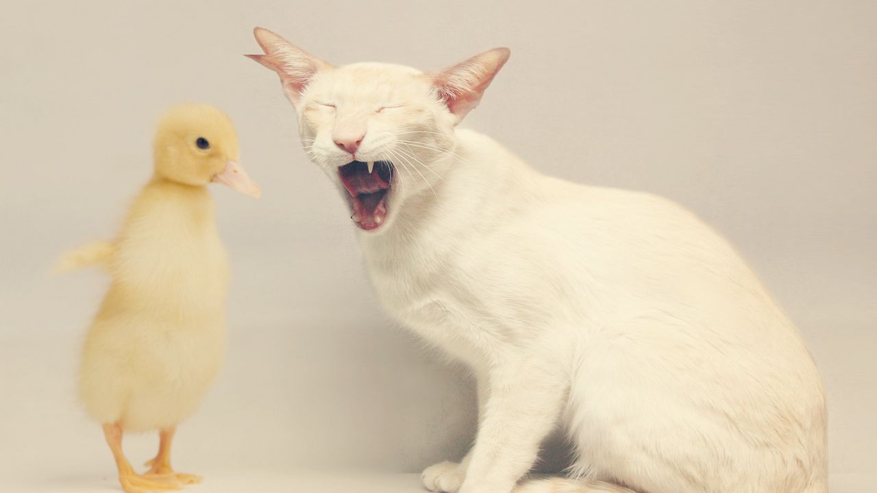 Wallpaper cat, duck, white, yellow, friendship
