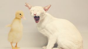Preview wallpaper cat, duck, white, yellow, friendship