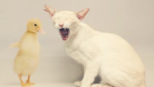 Preview wallpaper cat, duck, white, yellow, friendship