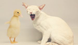 Preview wallpaper cat, duck, white, yellow, friendship