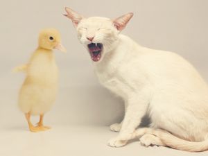 Preview wallpaper cat, duck, white, yellow, friendship