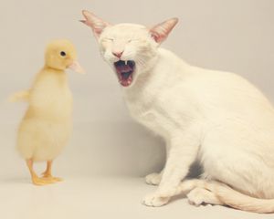 Preview wallpaper cat, duck, white, yellow, friendship