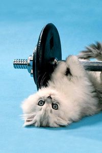 Preview wallpaper cat, dumbbells, funny, lie