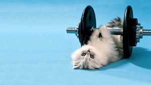 Preview wallpaper cat, dumbbells, funny, lie