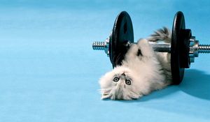 Preview wallpaper cat, dumbbells, funny, lie