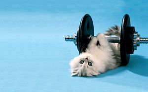 Preview wallpaper cat, dumbbells, funny, lie