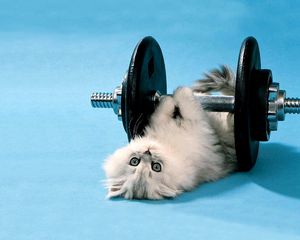 Preview wallpaper cat, dumbbells, funny, lie