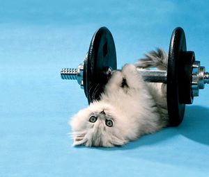 Preview wallpaper cat, dumbbells, funny, lie