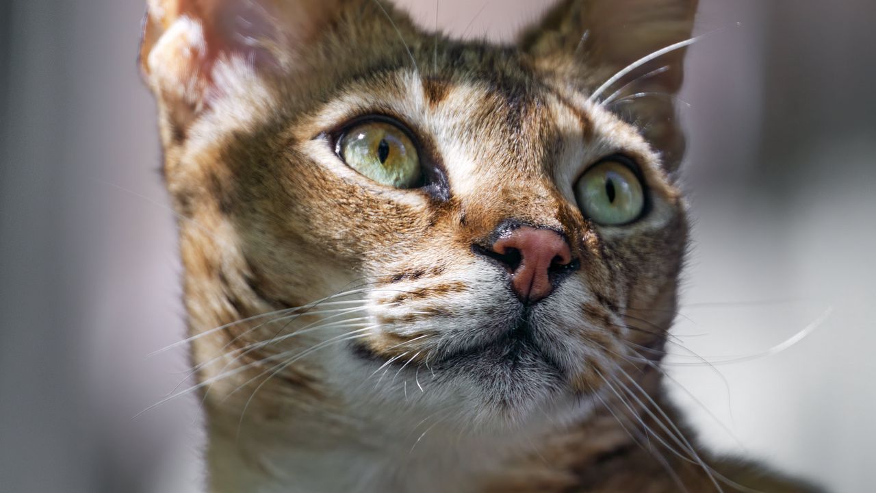 Wallpaper cat, ears, eyes, nose, fur, kitty, animal