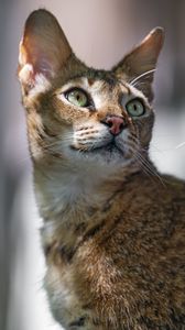 Preview wallpaper cat, ears, eyes, nose, fur, kitty, animal