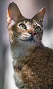 Preview wallpaper cat, ears, eyes, nose, fur, kitty, animal