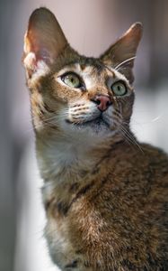 Preview wallpaper cat, ears, eyes, nose, fur, kitty, animal