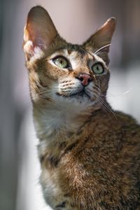 Preview wallpaper cat, ears, eyes, nose, fur, kitty, animal