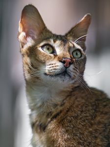 Preview wallpaper cat, ears, eyes, nose, fur, kitty, animal
