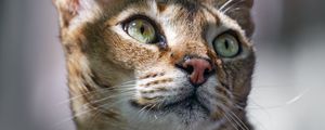Preview wallpaper cat, ears, eyes, nose, fur, kitty, animal