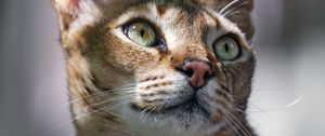 Preview wallpaper cat, ears, eyes, nose, fur, kitty, animal