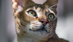 Preview wallpaper cat, ears, eyes, nose, fur, kitty, animal