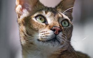 Preview wallpaper cat, ears, eyes, nose, fur, kitty, animal
