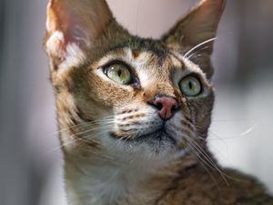 Preview wallpaper cat, ears, eyes, nose, fur, kitty, animal