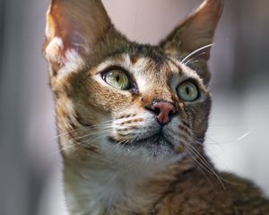 Preview wallpaper cat, ears, eyes, nose, fur, kitty, animal