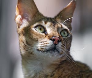 Preview wallpaper cat, ears, eyes, nose, fur, kitty, animal