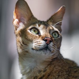 Preview wallpaper cat, ears, eyes, nose, fur, kitty, animal