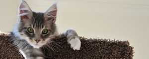 Preview wallpaper cat, ears, sit, paw, beautiful