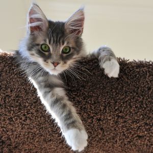 Preview wallpaper cat, ears, sit, paw, beautiful