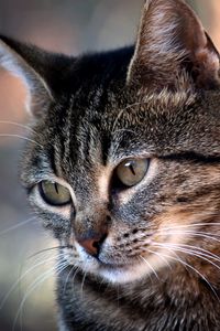 Preview wallpaper cat, eye, glare, muzzle
