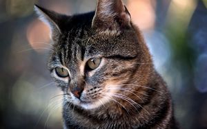Preview wallpaper cat, eye, glare, muzzle
