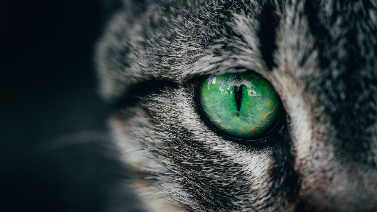 Wallpaper cat, eye, green, pupil, closeup