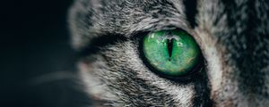 Preview wallpaper cat, eye, green, pupil, closeup