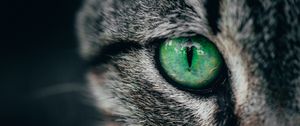 Preview wallpaper cat, eye, green, pupil, closeup