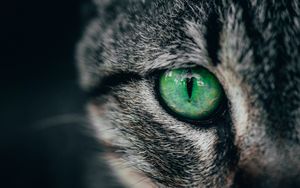 Preview wallpaper cat, eye, green, pupil, closeup