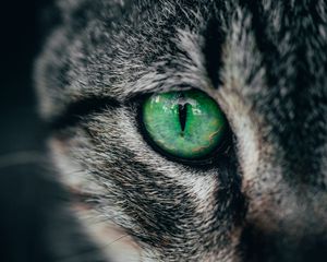 Preview wallpaper cat, eye, green, pupil, closeup