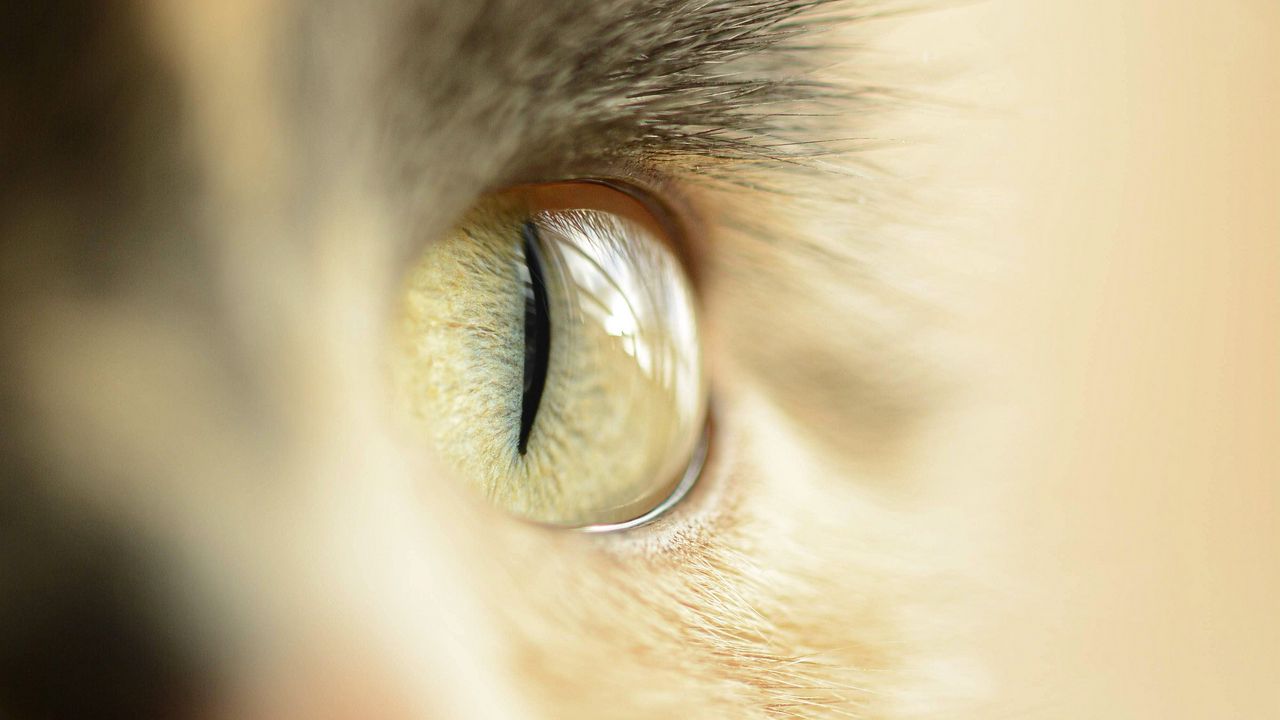 Wallpaper cat, eye, pet, macro