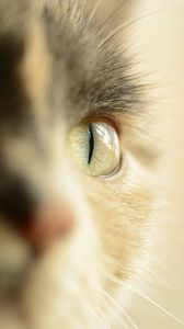 Preview wallpaper cat, eye, pet, macro