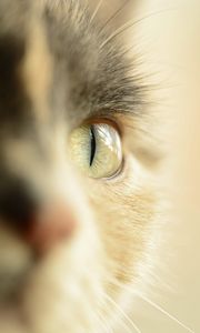 Preview wallpaper cat, eye, pet, macro