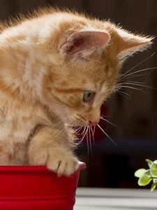 Preview wallpaper cat, eyes, background, pot, playful