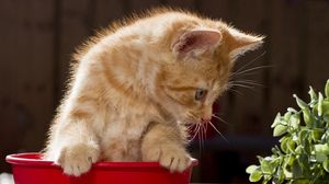 Preview wallpaper cat, eyes, background, pot, playful