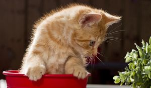 Preview wallpaper cat, eyes, background, pot, playful