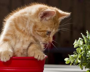 Preview wallpaper cat, eyes, background, pot, playful