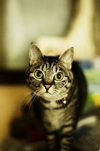 Preview wallpaper cat, eyes, big eyes, danger