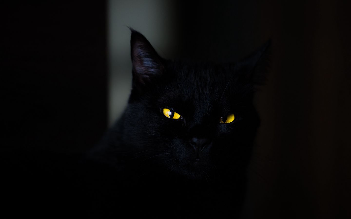 1440x900 Wallpaper cat, eyes, black