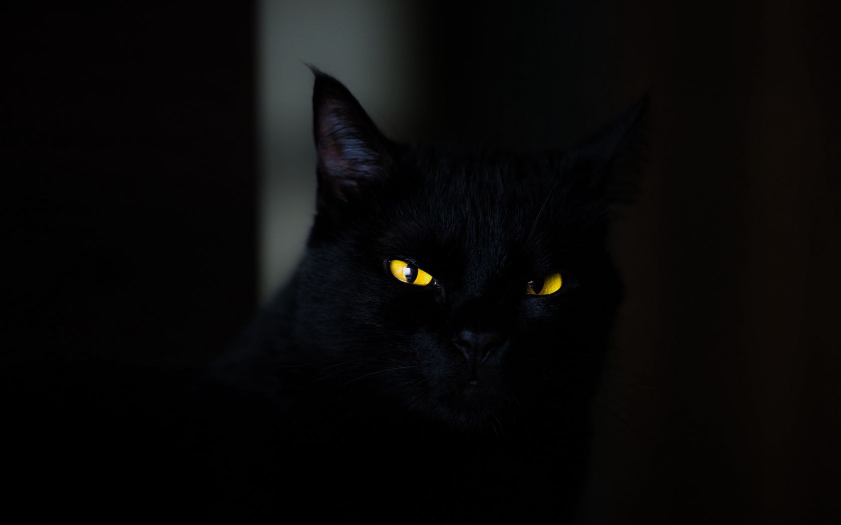 1680x1050 Wallpaper cat, eyes, black