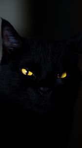 Preview wallpaper cat, eyes, black