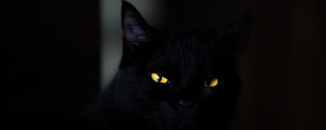 Preview wallpaper cat, eyes, black