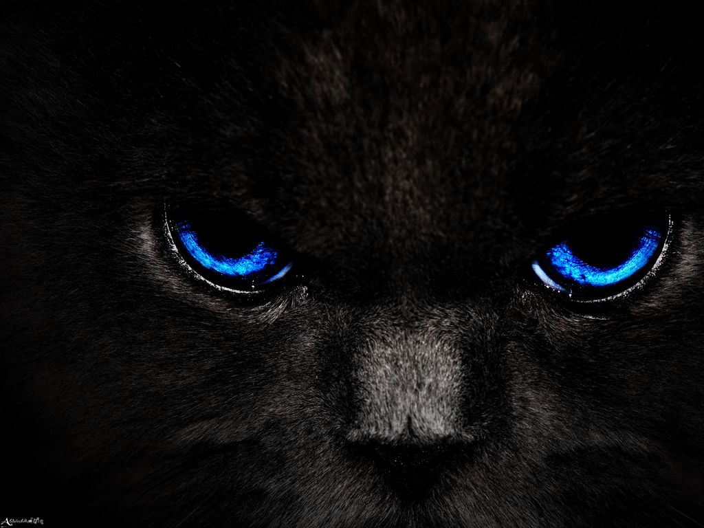 1024x768 Wallpaper cat, eyes, blue, glance, dark