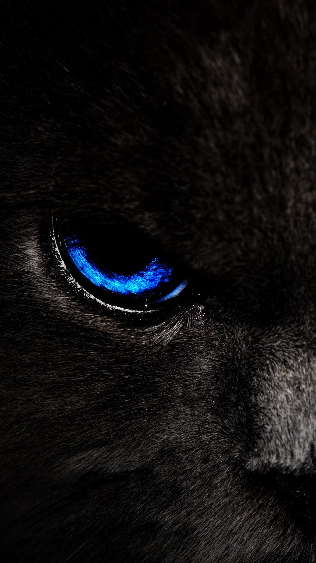 1080x1920 Wallpaper cat, eyes, blue, glance, dark